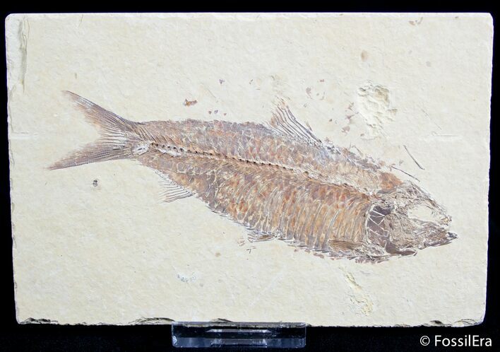 Large Inch Knightia Fossil Fish - Great Detail #2552